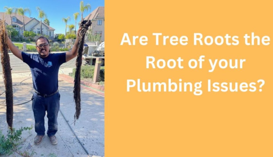 Are tree roots your plumbing issue