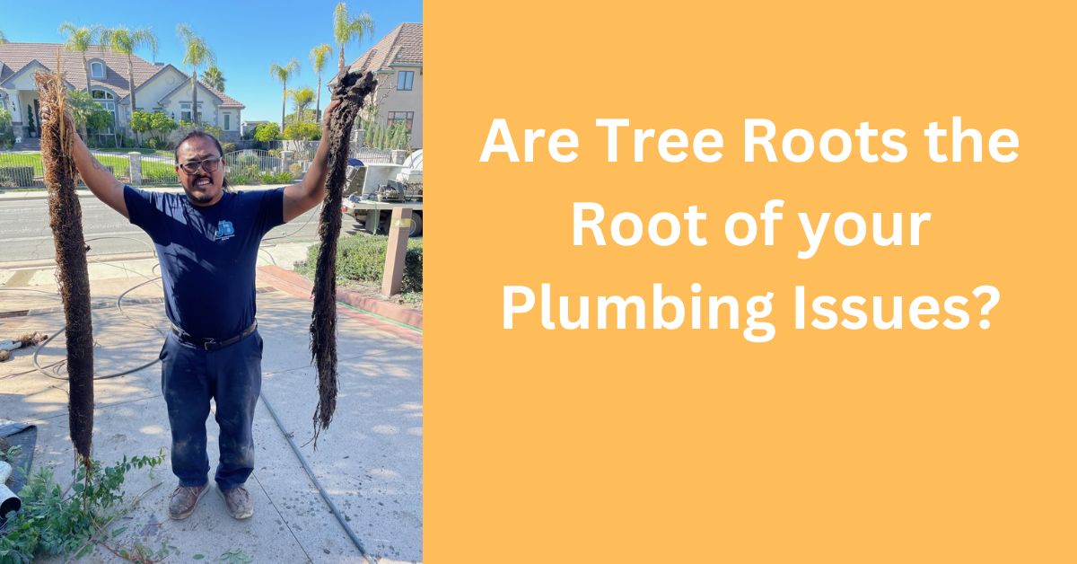 Are tree roots your plumbing issue